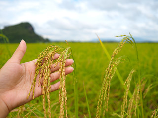 rice on woman hand