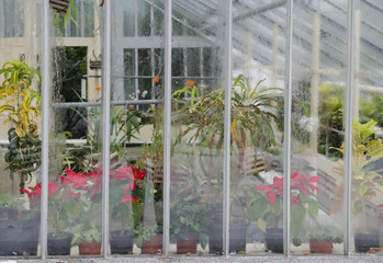 Plants inside of the warmhouse