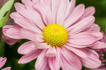 Fototapeta premium Macro flower. Big pink flower closeup photo