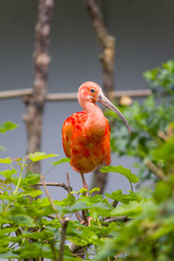 Pink ibis on a branch