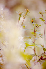 Vintage green plants grass and flowers. Nature macro