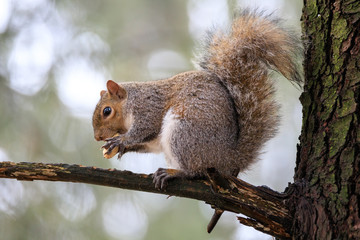 scoiattolo grigio (Sciurus carolinensis)