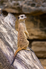 Meerkat carefully watching the environment