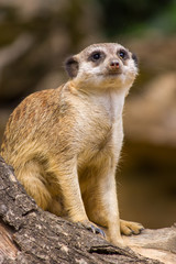 Meerkat carefully watching the environment