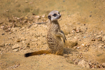 Meerkat carefully watching the environment