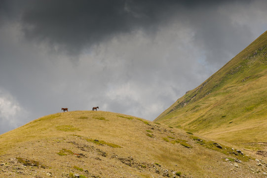 Horses on a hill and storm coming up
