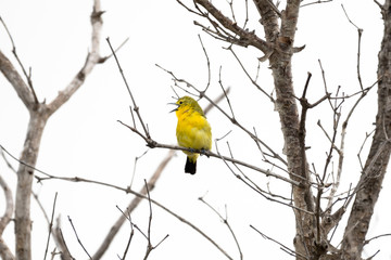 common iora bird