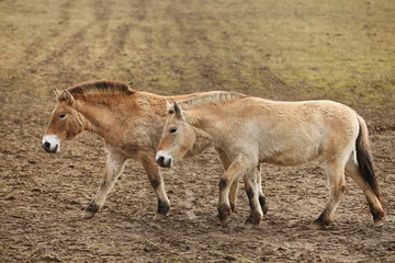 Naklejka na ściany i meble Przewalski's Horse in the nature looking habitat during autumn time. Horse in the chilly morning weather near the forst. Misty mornig in India. Equus ferus przewalskii.
