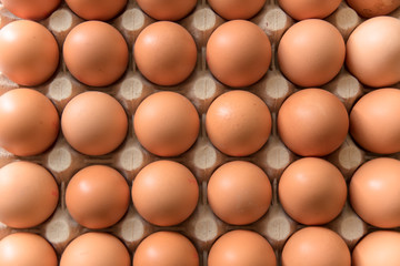 chicken eggs on a white background