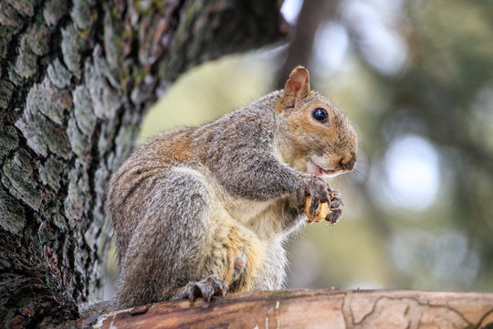 scoiattolo grigio (Sciurus carolinensis)