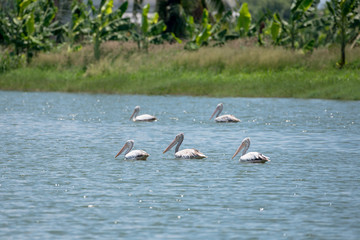 spot billed pelican or grey pelican in Thailand