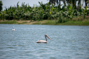 spot billed pelican or grey pelican in Thailand