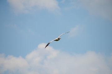 Flying spot billed pelican or grey pelican in Thailand