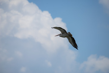 Flying spot billed pelican or grey pelican in Thailand