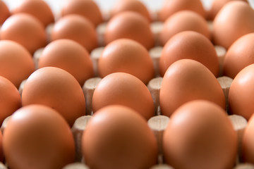 chicken eggs on a white background