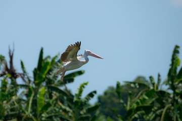 Flying spot billed pelican or grey pelican in Thailand