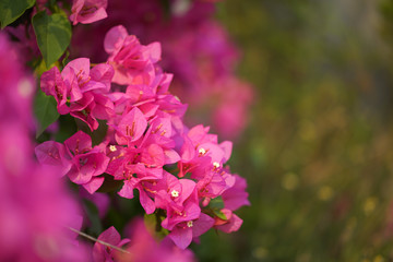 Pink Bougainvillea flower
