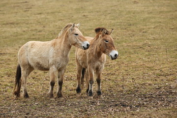 Przewalski's Horse in the nature looking habitat during autumn time. Horse in the chilly morning weather near the forst. Misty mornig in India. Equus ferus przewalskii.