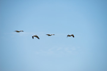 Flying spot billed pelican or grey pelican in Thailand
