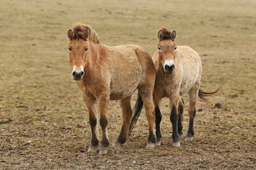 Przewalski's Horse in the nature looking habitat during autumn time. Horse in the chilly morning weather near the forst. Misty mornig in India. Equus ferus przewalskii.