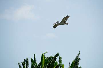 Flying spot billed pelican or grey pelican in Thailand
