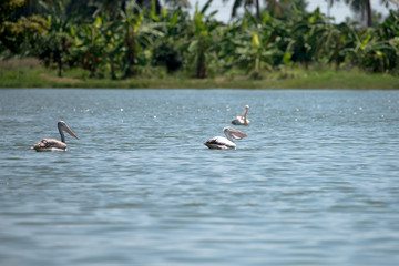 spot billed pelican or grey pelican in Thailand