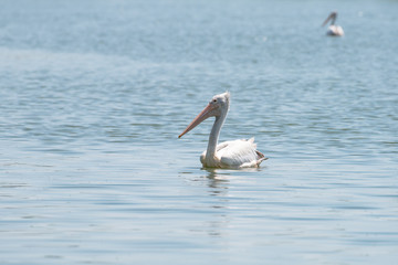 spot billed pelican or grey pelican in Thailand