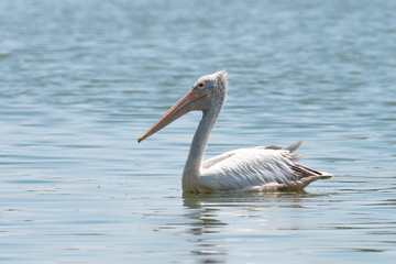 spot billed pelican or grey pelican in Thailand