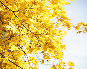 yellow leaves and sunny day in autumn