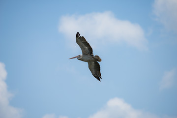 Flying spot billed pelican or grey pelican in Thailand