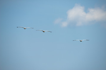 Group of spot billed pelican flying with blue sky in Thailand