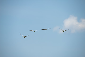 Group of spot billed pelican flying with blue sky in Thailand