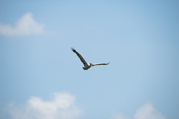 Flying spot billed pelican or grey pelican in Thailand