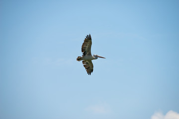 Flying spot billed pelican or grey pelican in Thailand