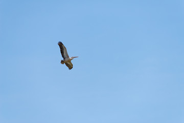 Flying spot billed pelican or grey pelican in Thailand