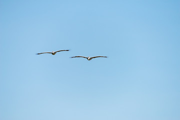 Flying spot billed pelican or grey pelican in Thailand