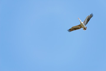 Flying spot billed pelican or grey pelican in Thailand