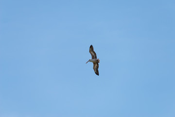 Flying spot billed pelican or grey pelican in Thailand