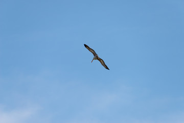 Flying spot billed pelican or grey pelican in Thailand