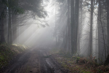 Obraz premium Magic Forest, Wood in the mist, Vosges, France