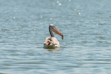 spot billed pelican or grey pelican in Thailand