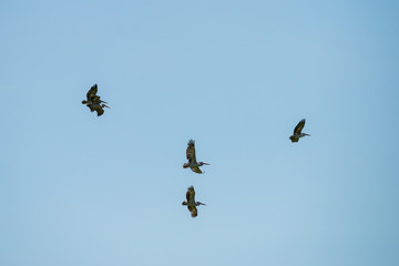 Flying spot billed pelican or grey pelican in Thailand