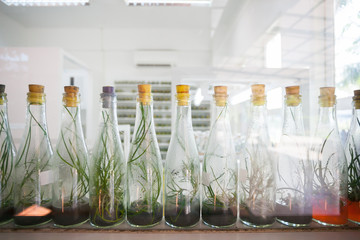 Orchid lab.