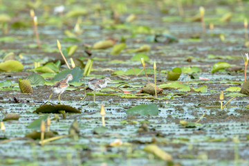 Pheasant-tailed Jacana juvenile