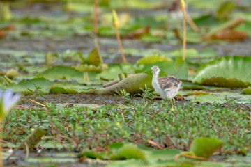 Pheasant-tailed Jacana juvenile