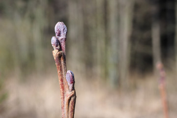 Schwarzerle (Alnus glutinosa)