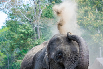 Fototapeta na wymiar Asian elephant in farm in Thailand