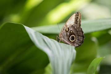 Schmetterling