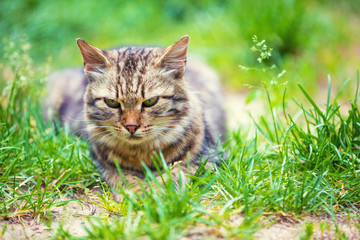 Portrait of a cat lying in the grass in the garden in summer