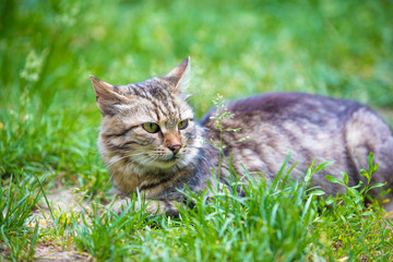 Naklejka na ściany i meble Portrait of a cat lying in the grass in the garden in summer
